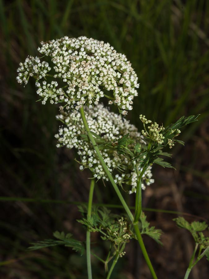 Katapsuxis silaifolia (=Cnidium silaifolium) / Carvifoglio dei boschi